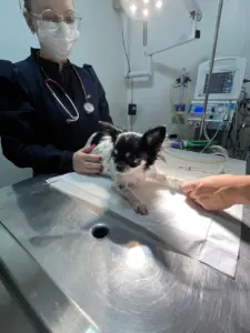 Cirurgia veterinária em Tijucas