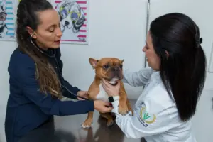 clinica veterinaria 24 horas