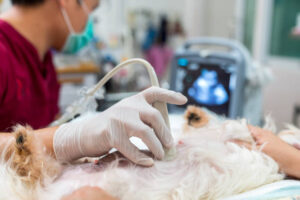 Cirurgia Oncologica Veterinaria