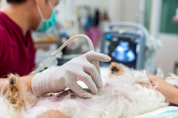 Cirurgia Oncologica Veterinaria