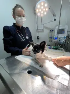 Clinica Cirurgica Pequenos Animais