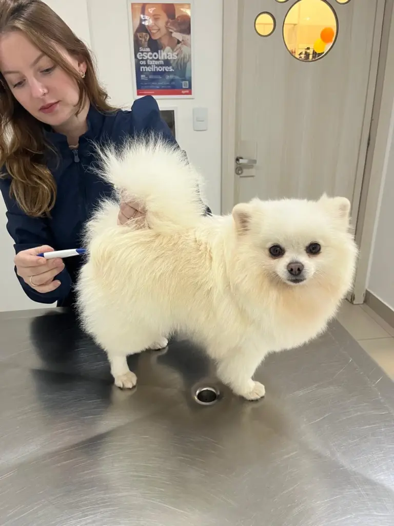 Clinica Veterinaria 24 Horas Itapema