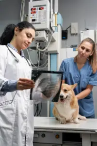 Laboratorio Veterinario 24 Horas