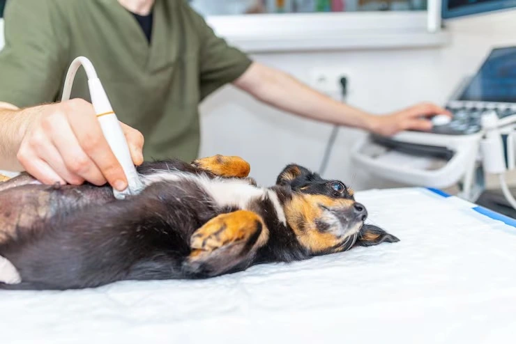 Ultrassom Veterinario