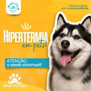 Hipertermia em pets!