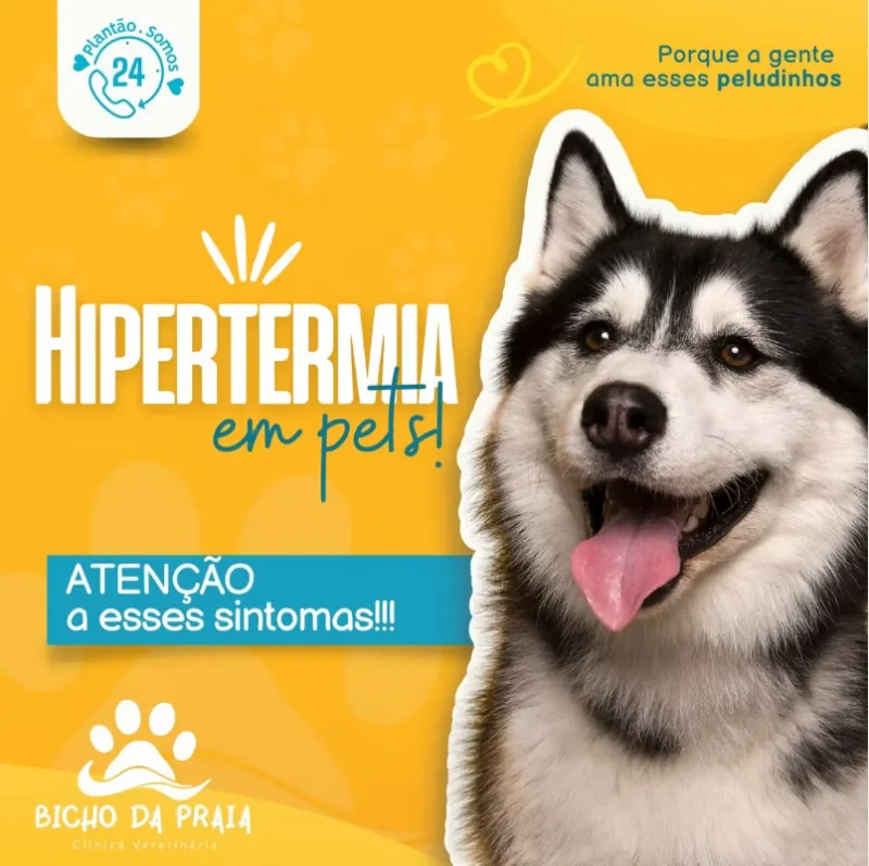 Hipertermia em pets!
