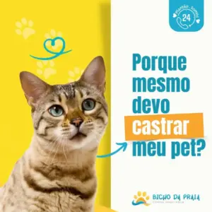 Por que devo castrar o meu pet?